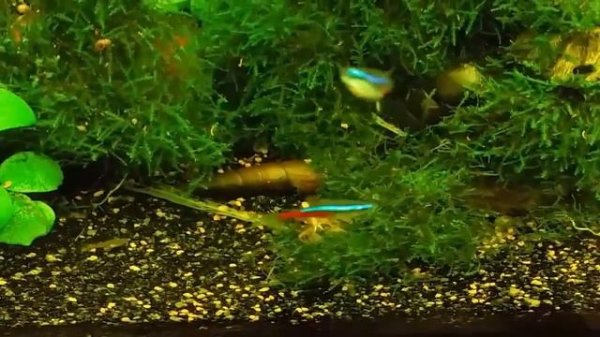 Аквариум с креветками и мхами.