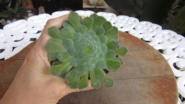 #Suculentadodia! | Aeonium Tabuliforme