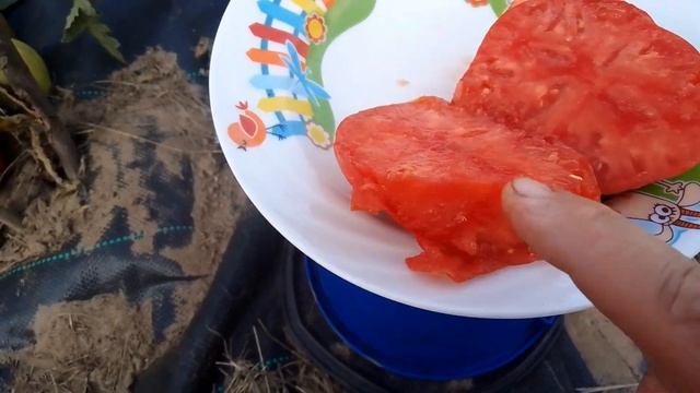 Сорт томата Вельможа - любит, чтобы ему послужили, но щедр на урожай.