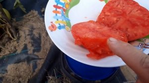 Сорт томата Вельможа - любит, чтобы ему послужили, но щедр на урожай.