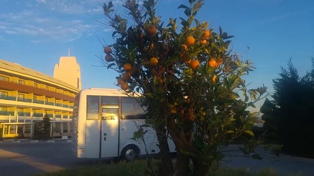 Какого цвета спелый апельсин? смотреть онлайн