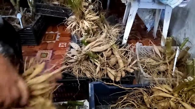 Георгины, хранение смотреть онлайн