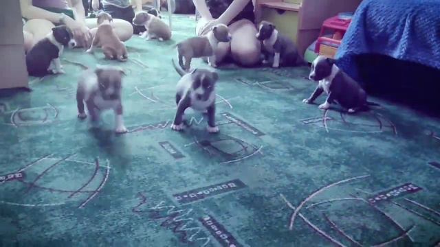 Щенки стаффа смотреть онлайн