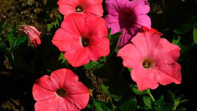 Стих про Алёну. смотреть онлайн