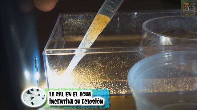 animales vida real : La resistencia de la artemia o los aqua dragons смотреть онлайн