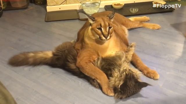 Big Floppa with Justin : Caracal смотреть онлайн