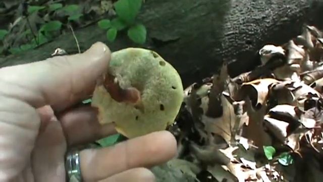 MUSHROOM HUNTING смотреть онлайн