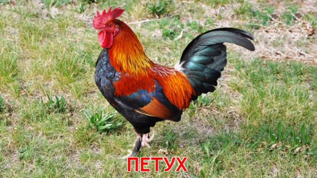 Домашние животные, как они говорят, звуки и голоса, звукиживотных #животные #домашниеживотные