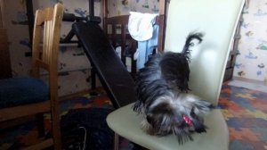 Мини или стандарт? Каким будет ваш йорк?