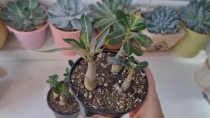 Пересаживаю адениумы. Как нарастить каудекс? #adenium