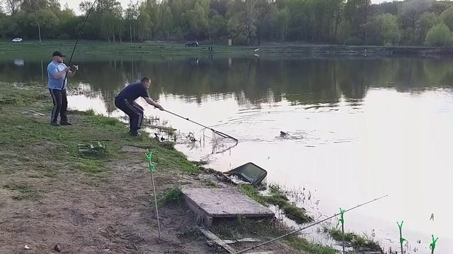 рыбалка рыбалка в подмосковье карп ловля карпа суперкарп кашира верзилово Karp Fishing