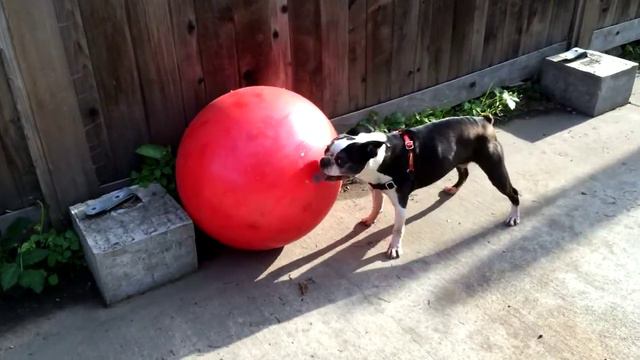Larry the Boston Terrier Against the Exercise Ball смотреть онлайн