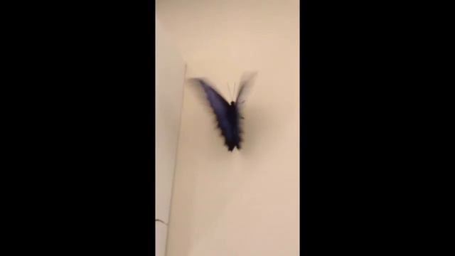 Тропическая бабочка смотреть онлайн