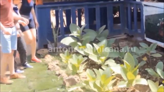 Тур на багги в Доминикане $30 смотреть онлайн