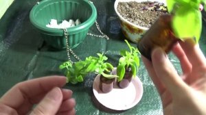 Аптения. Посадка и уход