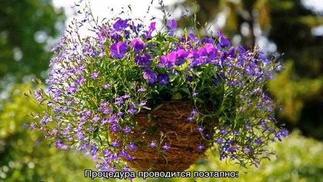 Как вырастить лобелию ампельную из семян в домашних условиях смотреть онлайн