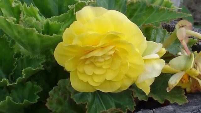 Разнообразие Бегоний. Виды и сорта популярных Бегоний.