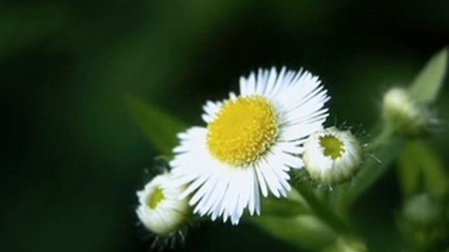 BaRıŞ MaNÇo uNuTaMaDıM VeRa смотреть онлайн