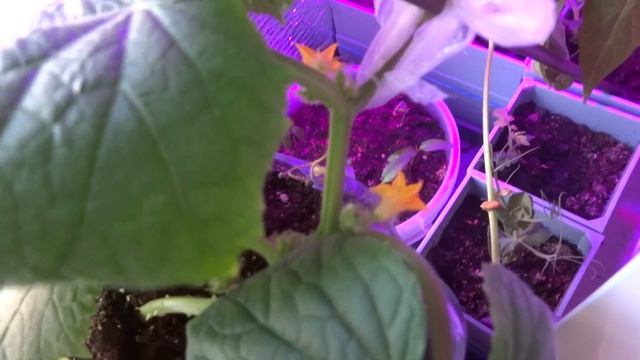 Пересадка огурца для домашнего выращивания. смотреть онлайн