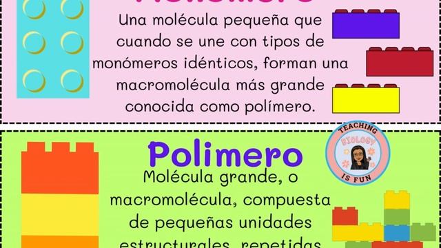 Biomolecules English & Spanish Word Wall @TeachingBiologyisFun /TEACHING BIOLOGY IS FUN смотреть онлайн