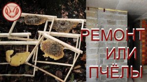 Ремонт в новостройке или пчёлы.  Мы в ответе за тех кого поймали. Планируй свои действия
