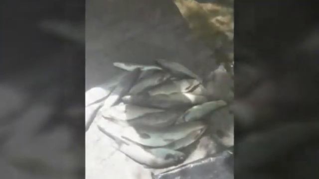 мой рыбы и снасти для рыбалки #рибалка #рибалка2022 #рибалкавукраїні #рыбалка #рыбалкасрогаткой смотреть онлайн