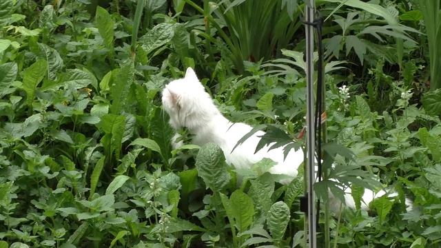 Тест видеокамеры Panasonic HC-V760 смотреть онлайн