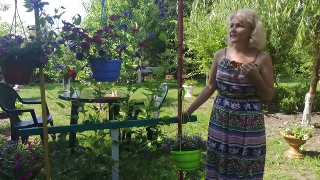 КЛЕМАТИСЫ. Что делать для обильного и бурного цветения клематиса смотреть онлайн