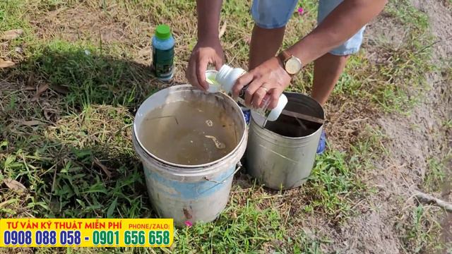 ✅ Tưới thuốc trị tuyến trùng - CÁCH CHĂM SÓC SẦU RIÊNG - Vườn Musangking смотреть онлайн