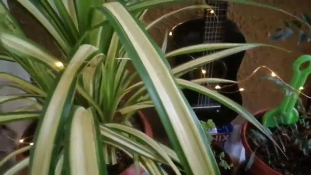 Beginners plant tour for Balcony// смотреть онлайн