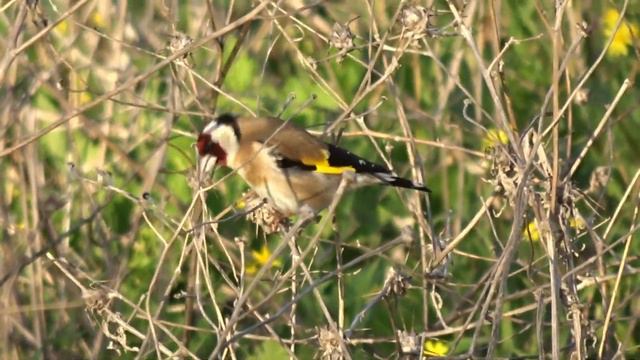 Знакомьтесь: Щегол. Carduelis carduelis. смотреть онлайн