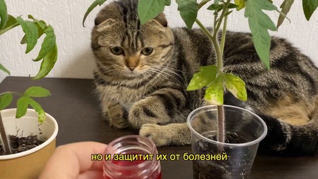 ДЕД ТАЙКОМ подливал ЭТО в РАССАДУ! Стебель ТОЛЩЕ ПАЛЬЦА за 2 СУТОК! смотреть онлайн