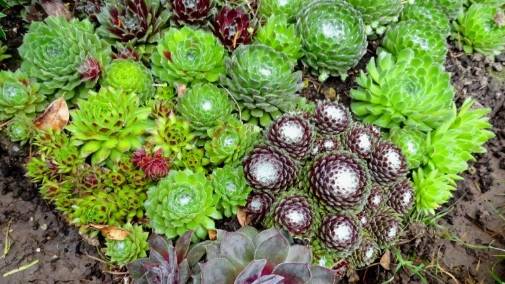 Каменная роза в цветнике: особенности выращивания смотреть онлайн