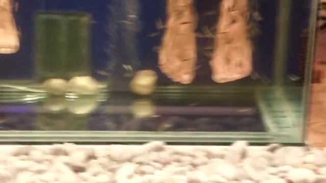 Рыбки едят мёртвую кожу(Fish eat dead skin) смотреть онлайн