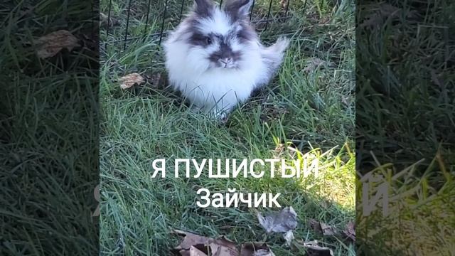 Зайчики по вызову ???