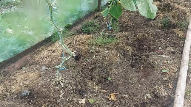 Делаю выводы по мульчированию зеленой травой разных культур смотреть онлайн