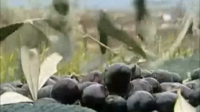 Как выбрать оливки смотреть онлайн