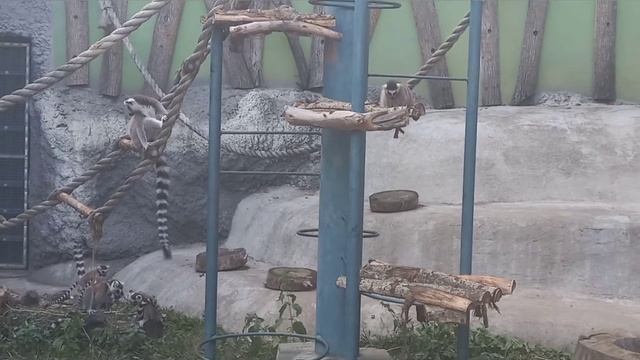Влог, поездка в Ижевский зоопарк смотреть онлайн