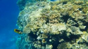 Топ-5 недорогих и хороших отелей 4 звезды Шарм эль Шейх 2022 Египет