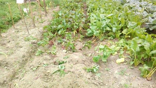 Чиним забор.Прорвались в огород бык и корова.