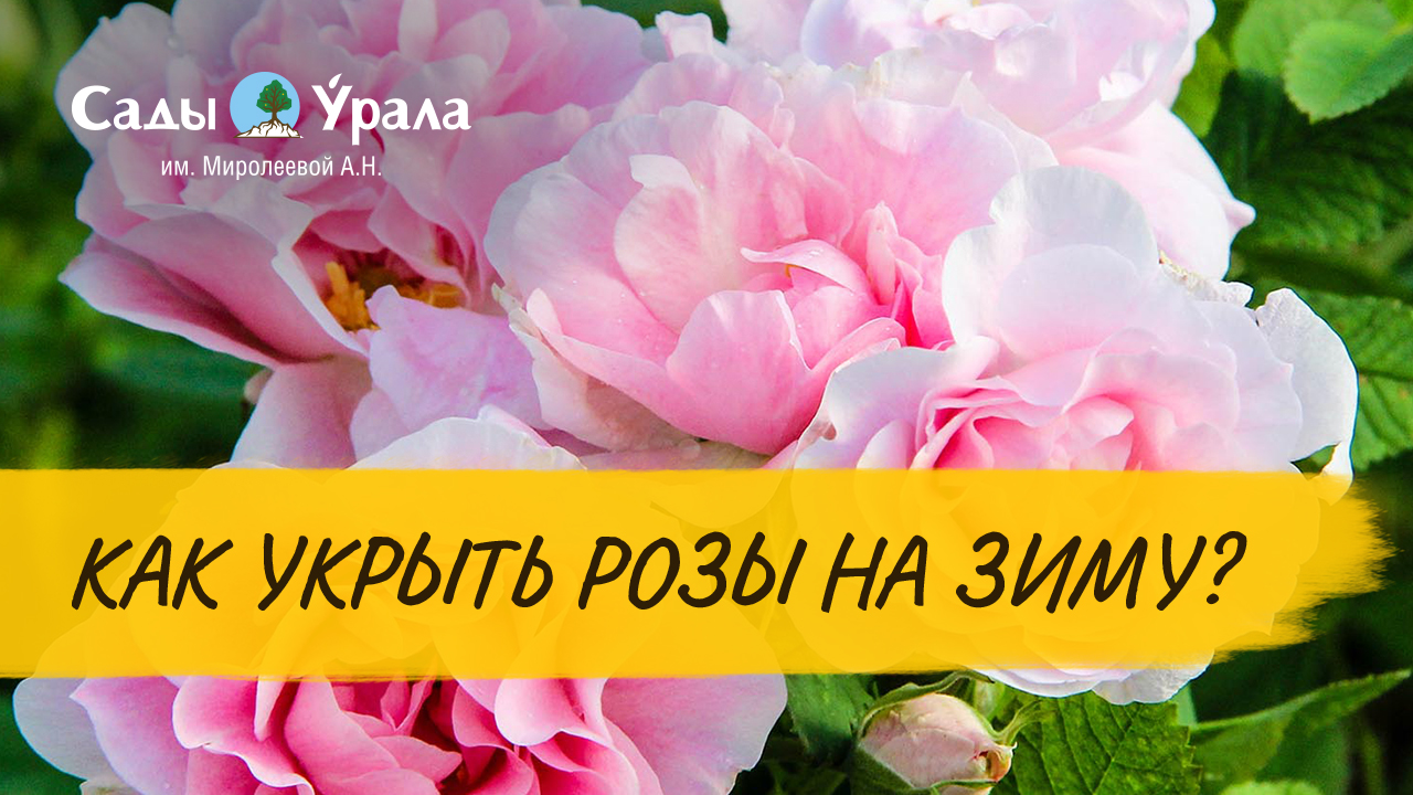 Парковые розы. Укрытие роз на зиму смотреть онлайн