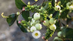 Снежноягодник – кустарник с покладистым характером.???