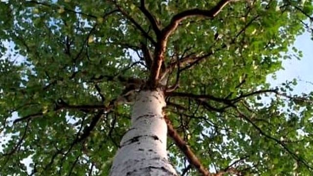 Народный праздник «Берещенье» 11 апреля. Что нужно обязательно сделать. смотреть онлайн
