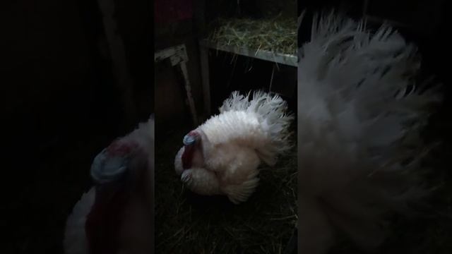 Пополнение в семье индюков, 2 декабря 2018 смотреть онлайн