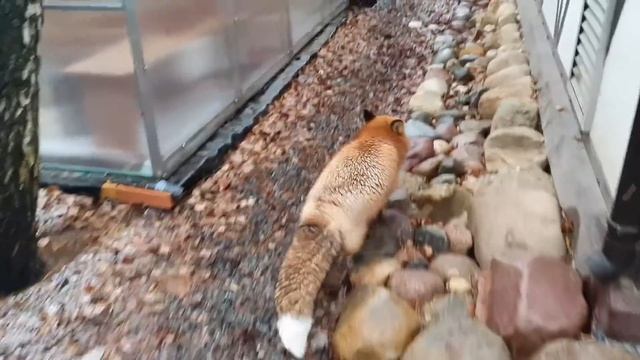 ЛИ СЯО. Белый и Макс нашли спрятанные запасы Лисы. Забавные моменты лиса Алиса. Часть 53. смотреть онлайн