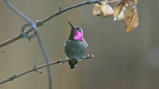 ЗВУКИ ОСЕННЕГО ДОЖДЯ ДЛЯ СПОКОЙНОЙ НОЧИ | ШУМ ДОЖДЯ С ГРАЗОЙ смотреть онлайн