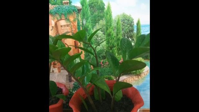 Замиокулькас - долларовое дерево! смотреть онлайн