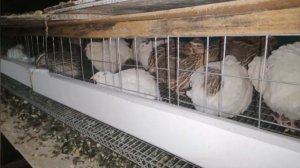 почему перепелов содержат именно таким способом