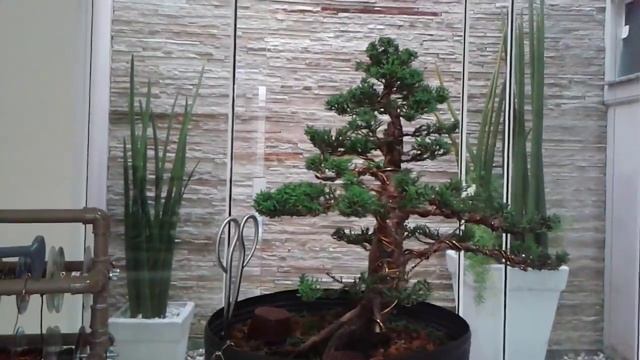 Shimpaku (Juniperus chinensis) смотреть онлайн