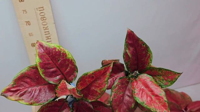 Скидка 20% на весь ассортимент ! Распродажа продолжается . Замиокулькас. Аглаонемы. 16,10,2023 смотреть онлайн